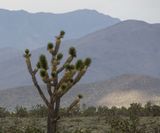 47 Mojave Desert CA